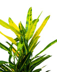 Banana Croton - Green Fresh Florals + Plants
