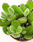 Bear Paw Succulent - Green Fresh Florals + Plants