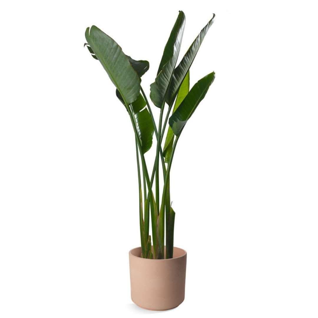 Bird of Paradise from Green Fresh Florals + Plants