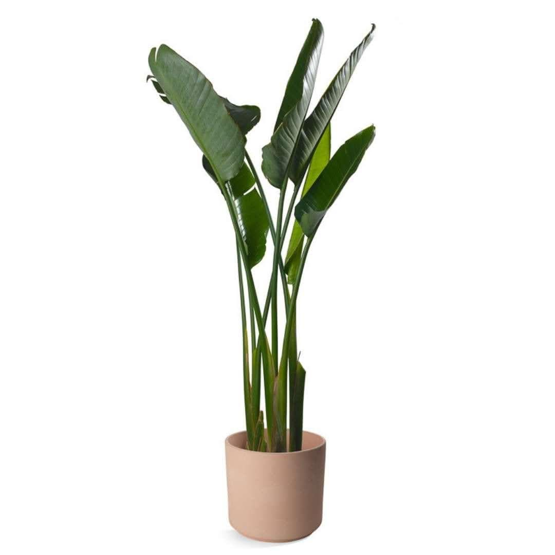 Bird of Paradise - Green Fresh Florals + Plants