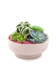 Blush Crystal Succulent Garden - Green Fresh Florals + Plants