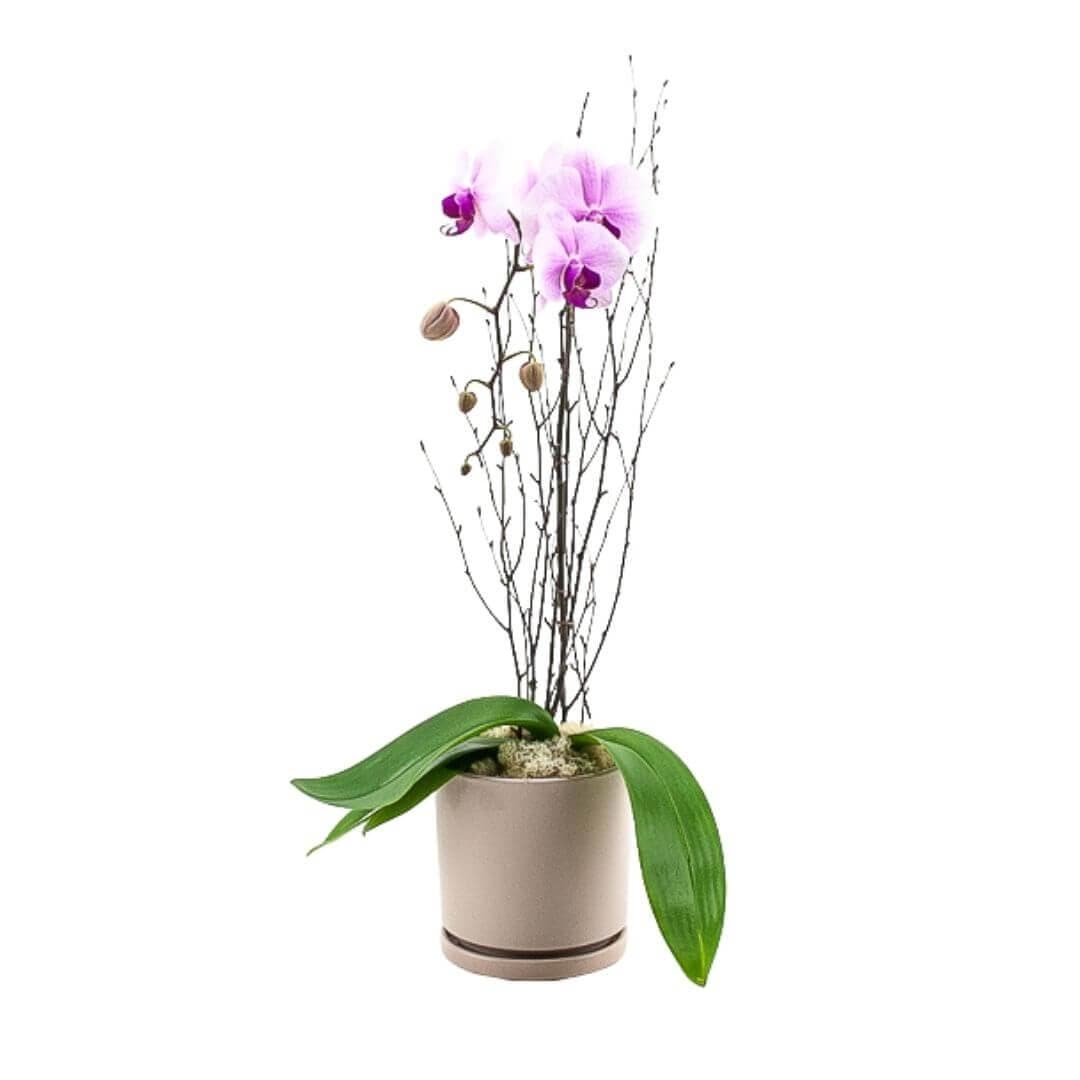 Blushing Pink Orchid Planting - Green Fresh Florals + Plants