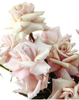 Blushing Rose Floral Green Fresh Florals + Plants