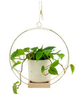 Brass Wire Plant Hanger - Green Fresh Florals + Plants