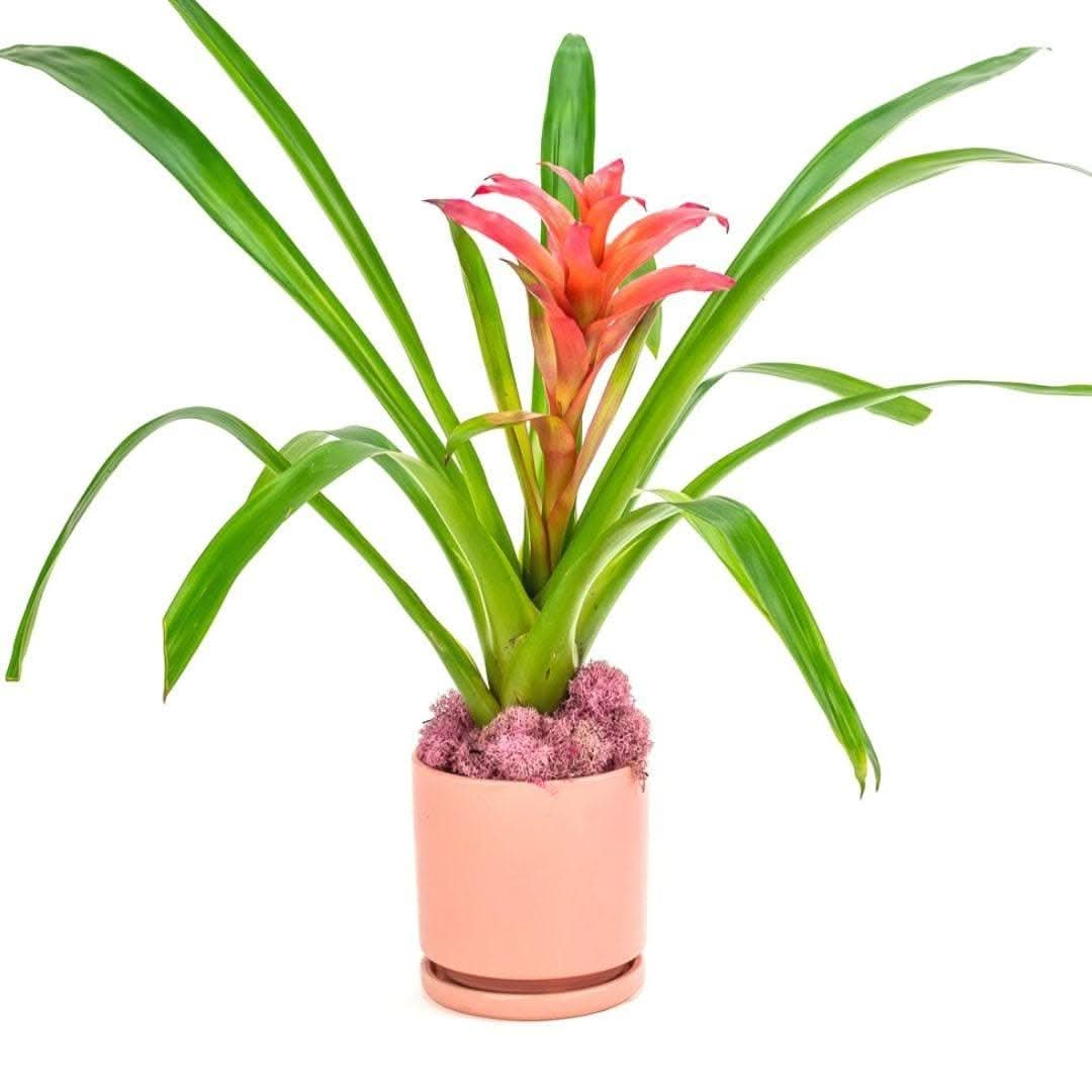 Shop Bubblegum Bromeliad Planting online from Green Fresh Florals + Plants