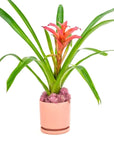 Shop Bubblegum Bromeliad Planting online from Green Fresh Florals + Plants