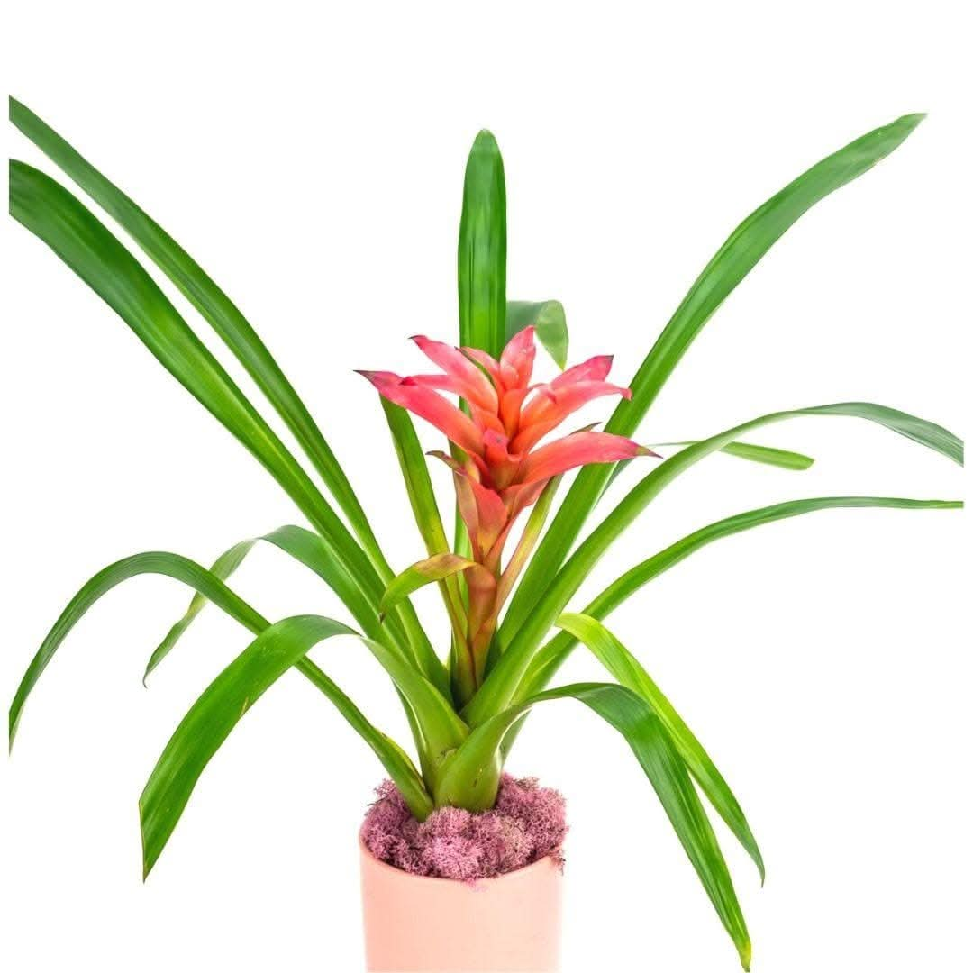 Shop Bubblegum Bromeliad Planting online from Green Fresh Florals + Plants