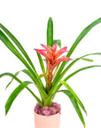 Shop Bubblegum Bromeliad Planting online from Green Fresh Florals + Plants