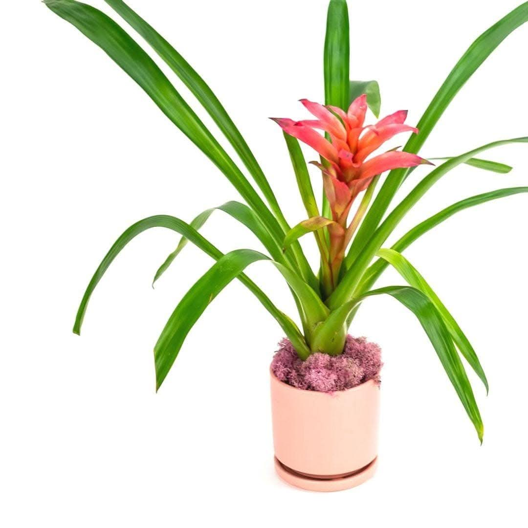 Shop Bubblegum Bromeliad Planting online from Green Fresh Florals + Plants