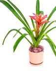 Shop Bubblegum Bromeliad Planting online from Green Fresh Florals + Plants