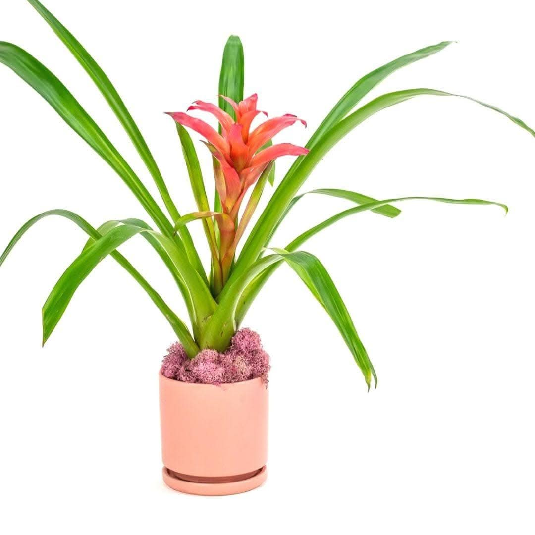 Shop Bubblegum Bromeliad Planting online from Green Fresh Florals + Plants