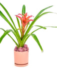 Shop Bubblegum Bromeliad Planting online from Green Fresh Florals + Plants