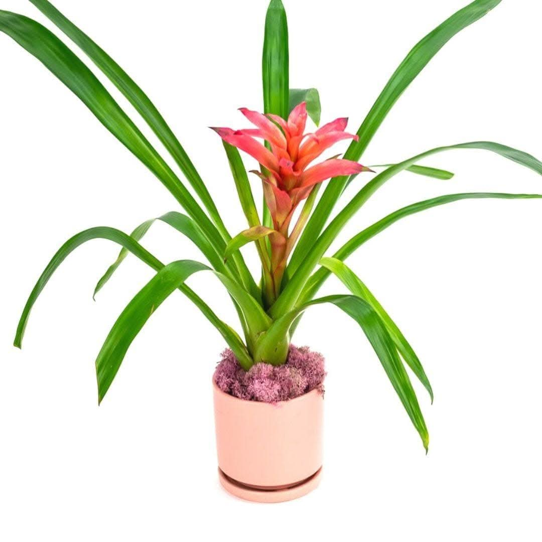 Shop Bubblegum Bromeliad Planting online from Green Fresh Florals + Plants