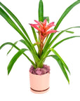 Shop Bubblegum Bromeliad Planting online from Green Fresh Florals + Plants