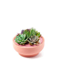 Bubblegum Pink Crystal Succulent Garden - Green Fresh Florals + Plants