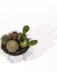 Cache Bowl Cactus Garden - Green Fresh Florals + Plants