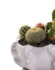 Cache Bowl Cactus Garden - Green Fresh Florals + Plants