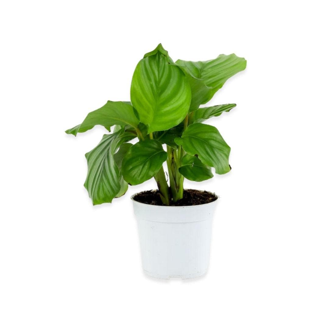 Calathea Orbifolia - Green Fresh Florals + Plants