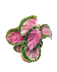 Calathea Rosy - Green Fresh Florals + Plants