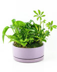 Color Pop Dish Garden - Green Fresh Florals + Plants