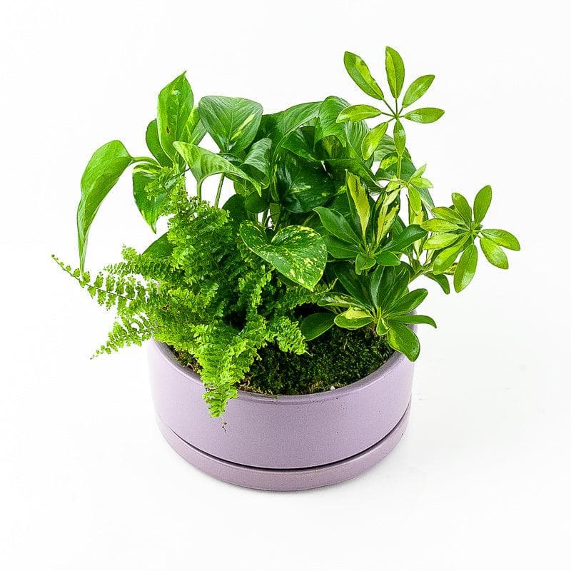 Color Pop Dish Garden - Green Fresh Florals + Plants