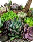 Concrete Succulent Planting - Green Fresh Florals + Plants