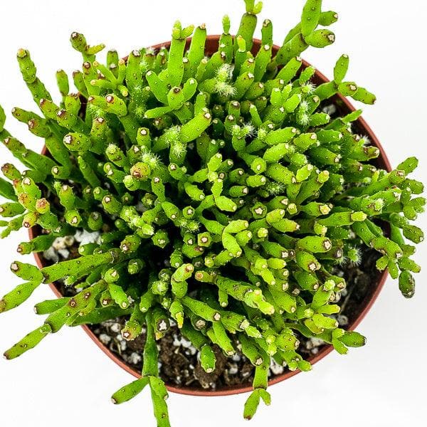Coral Cactus Green Fresh Florals + Plants