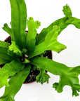 Crissie Bird's Nest Fern Green Fresh Florals + Plants