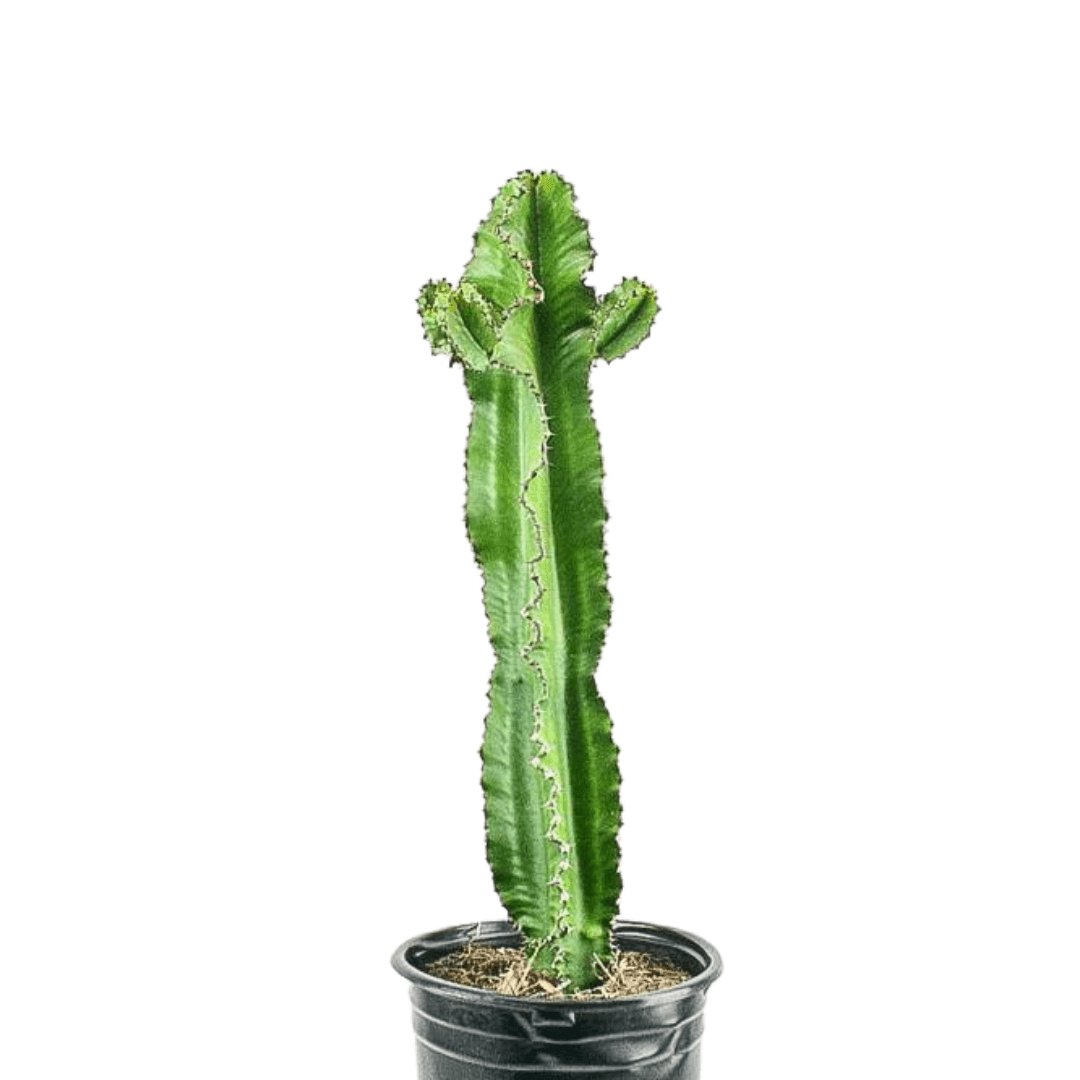 Desert Cactus - Green Fresh Florals + Plants