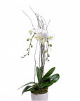 Designer Orchid Planting - Green Fresh Florals + Plants