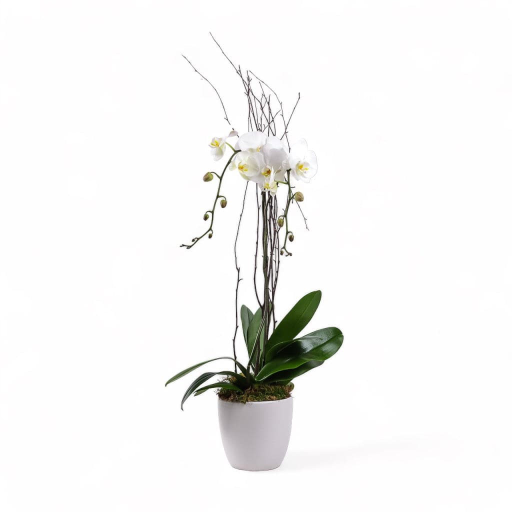 Designer Orchid Planting - Green Fresh Florals + Plants
