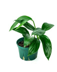 Dragon's Tail Philodendron - Green Fresh Florals + Plants