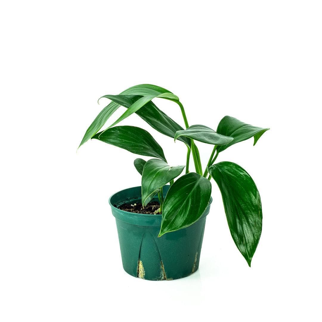 Dragon&#39;s Tail Philodendron - Green Fresh Florals + Plants