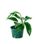 Dragon's Tail Philodendron - Green Fresh Florals + Plants