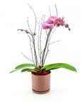 Dusty Rose Orchid Planting - Green Fresh Florals + Plants