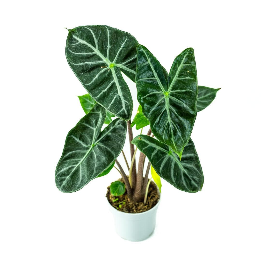 Ebony Alocasia - Green Fresh Florals + Plants