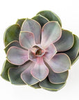 Echeveria Perle Von Nurnberg - Green Fresh Florals + Plants