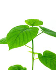 Ficus Umbellata - Green Fresh Florals + Plants
