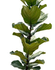 Fiddle Leaf Fig - Green Fresh Florals + Plants