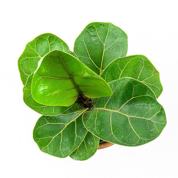 Fiddle Leaf Fig - Green Fresh Florals + Plants