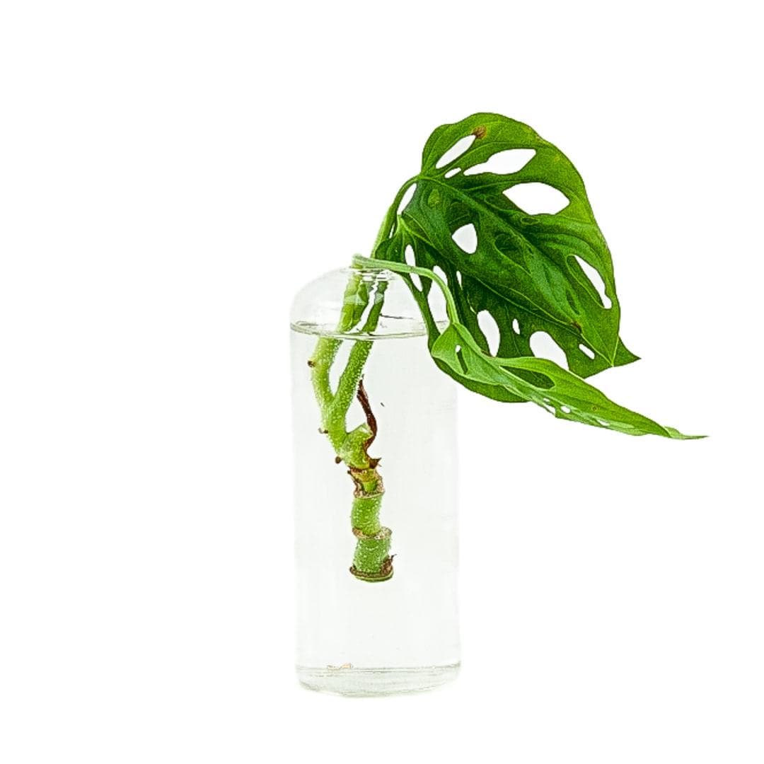 Flask Propagation Vase - Green Fresh Florals + Plants