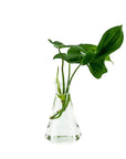 Flask Propagation Vase - Green Fresh Florals + Plants