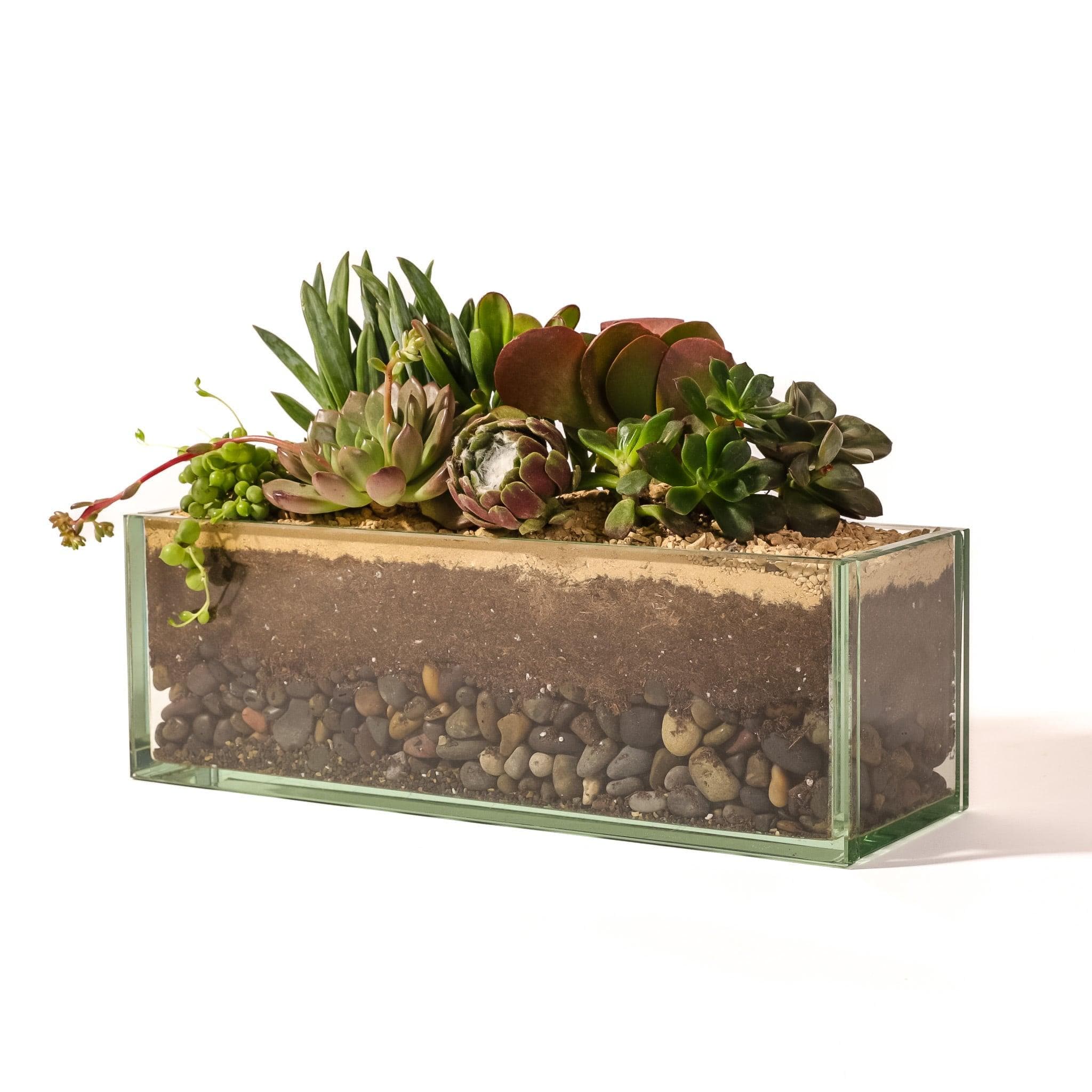 Glasshaus Succulent Planting - Green Fresh Florals + Plants