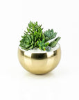 Gold + Crystal Succulent Planting - Green Fresh Florals + Plants