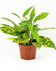 Gold Dust Croton Green Fresh Florals + Plants