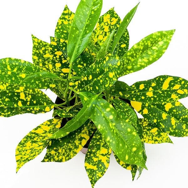 Gold Dust Croton Green Fresh Florals + Plants