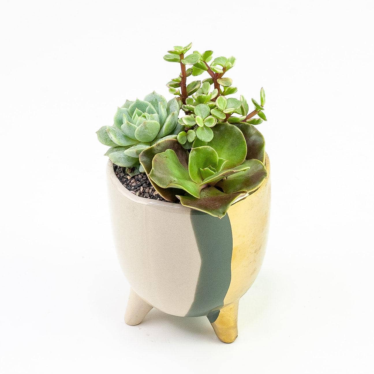 Gold + Grey Abstract Succulent Planting - Green Fresh Florals + Plants