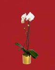 Golden Orchid Planting - Green Fresh Florals + Plants