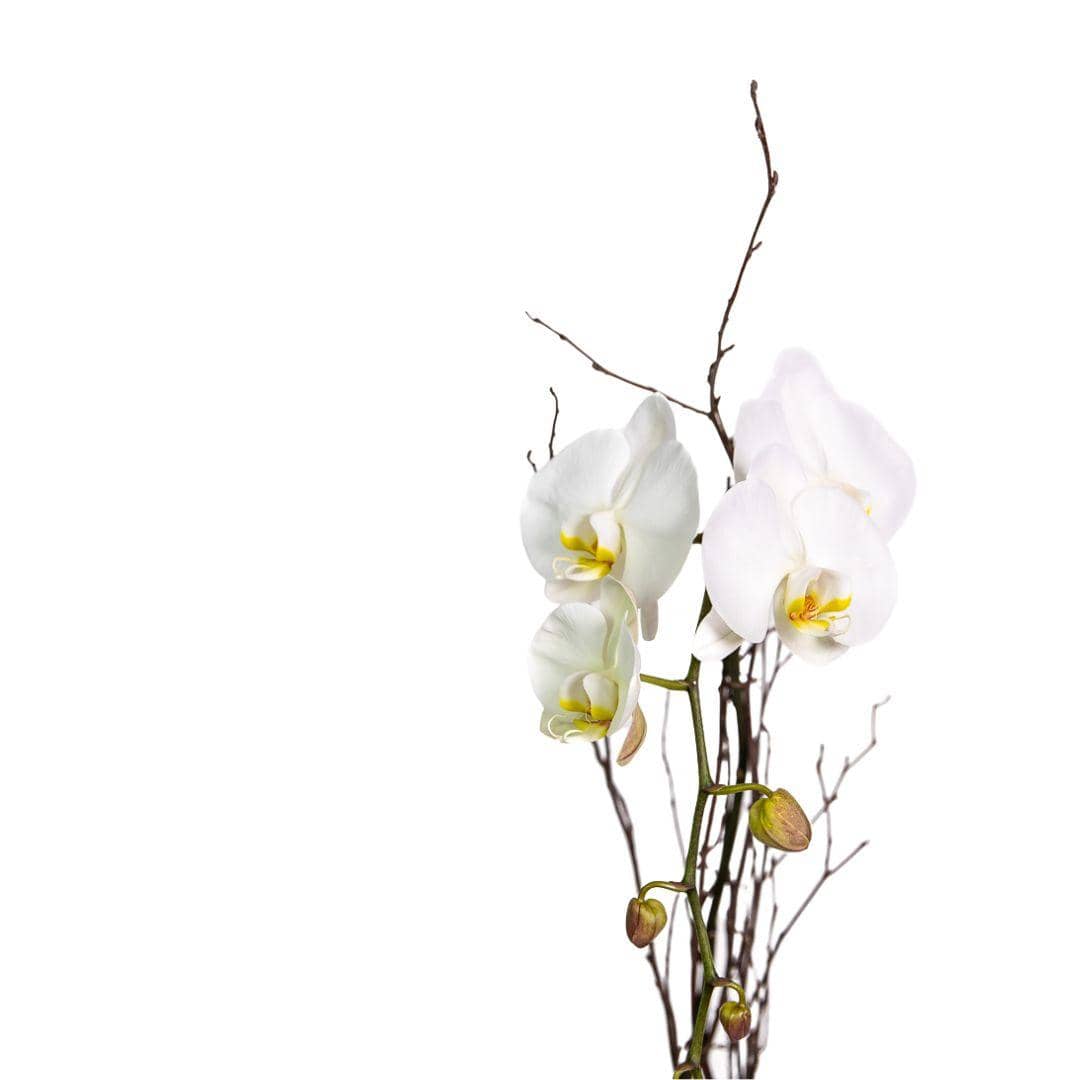 Golden Orchid Planting - Green Fresh Florals + Plants
