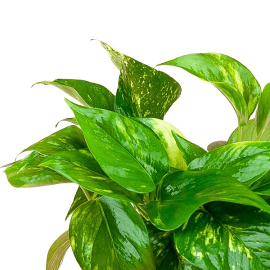 Golden Pothos - Green Fresh Florals + Plants